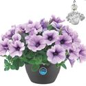 Bild von HP27 Petunia compact Purple vein